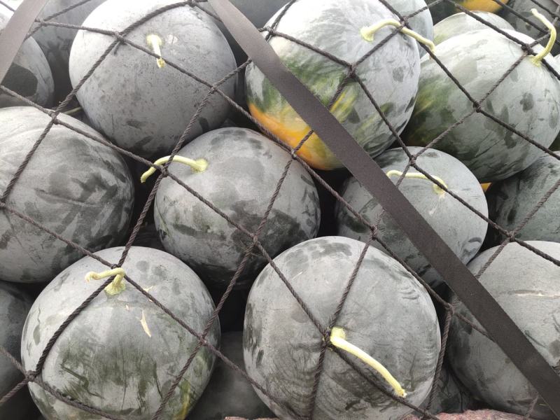 黑虎八号西瓜种子大果型小皮薄高纯度不空心不倒瓤囗感好15