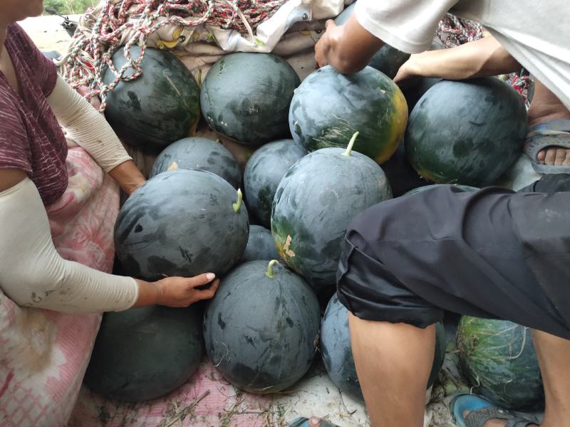 黑虎八号西瓜种子大果型小皮薄高纯度不空心不倒瓤囗感好15