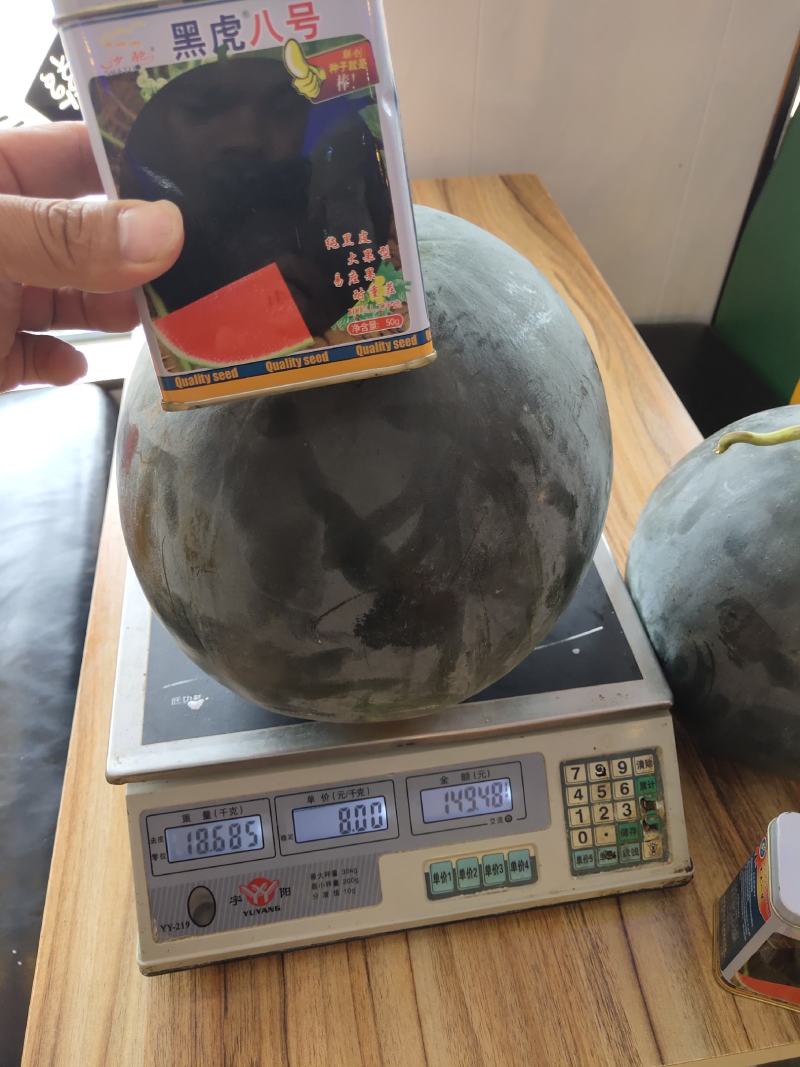 黑虎八号西瓜种子大果型小皮薄高纯度不空心不倒瓤囗感好15