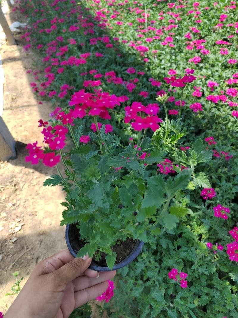 优质美女樱基地直发一手货源大量供应质量保证