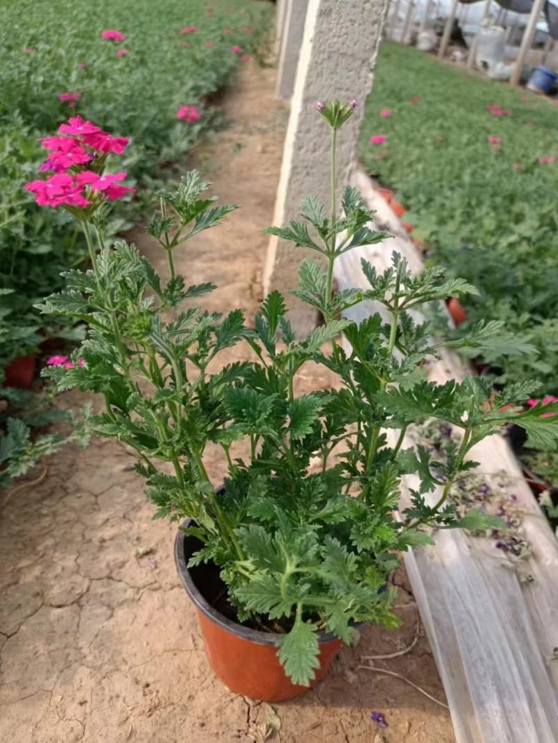 优质美女樱基地直发一手货源大量供应质量保证