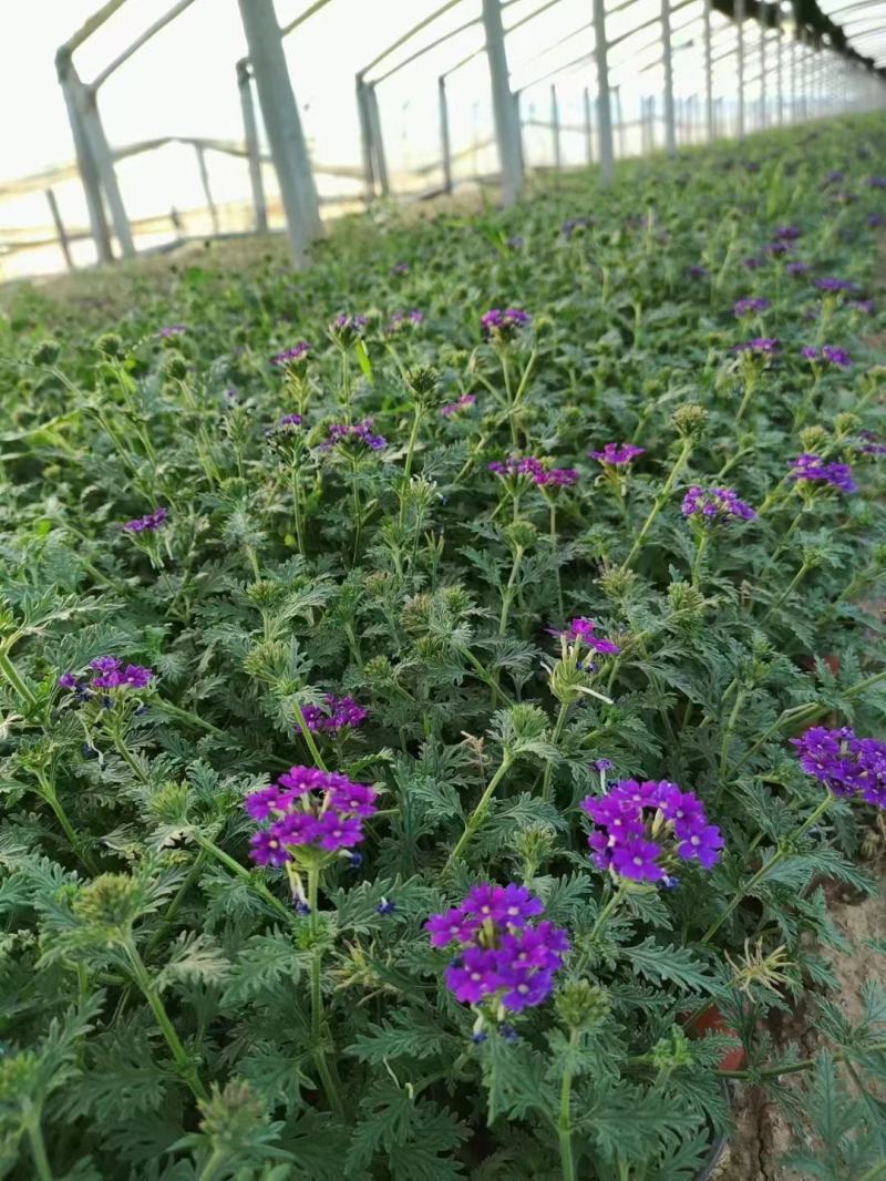 优质美女樱基地直发一手货源大量供应质量保证