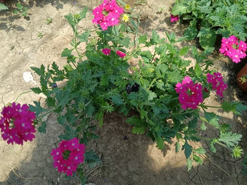 优质美女樱基地直发一手货源大量供应质量保证