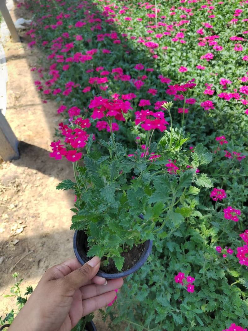 优质美女樱基地直发一手货源大量供应质量保证