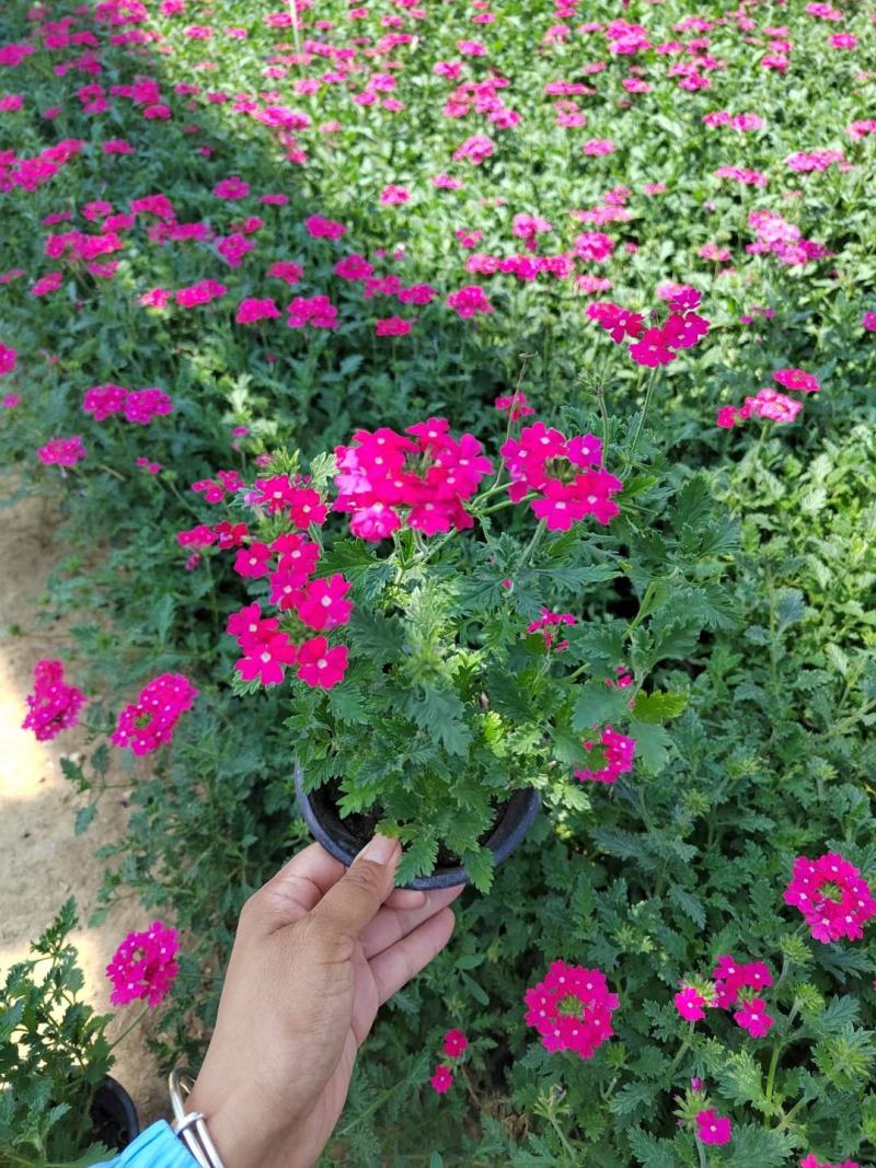 优质美女樱基地直发一手货源大量供应质量保证