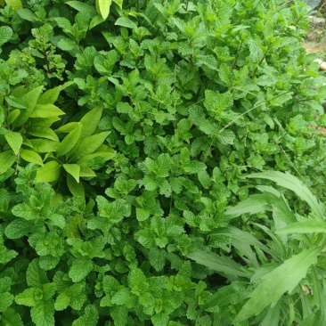 可食用薄荷叶
