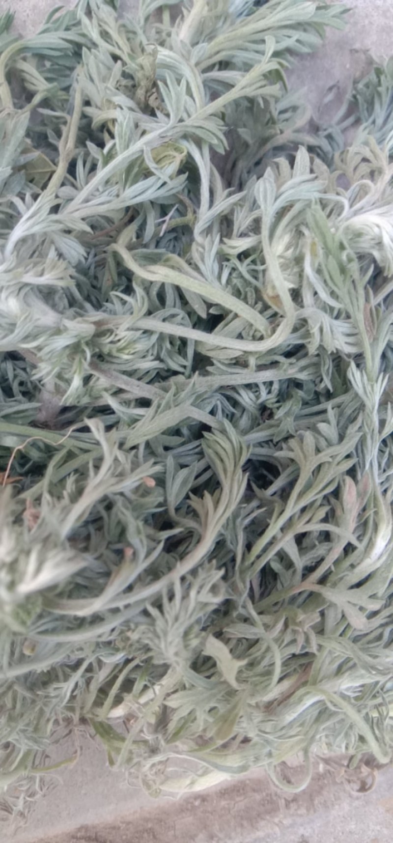 茵陈，白蒿，干货，鲜货