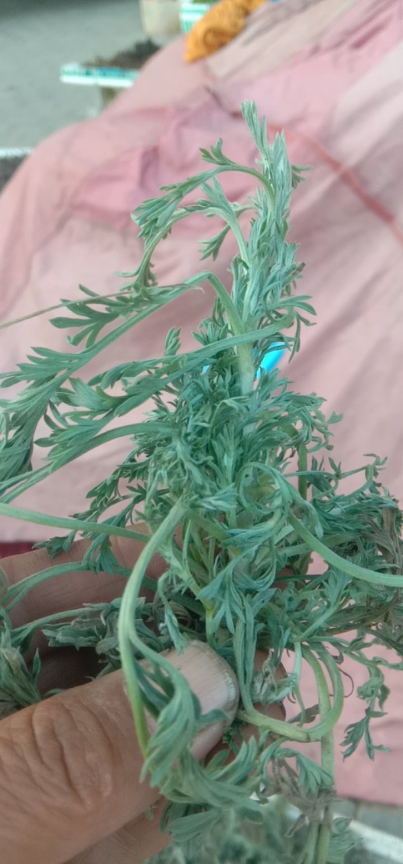 茵陈，白蒿，干货，鲜货