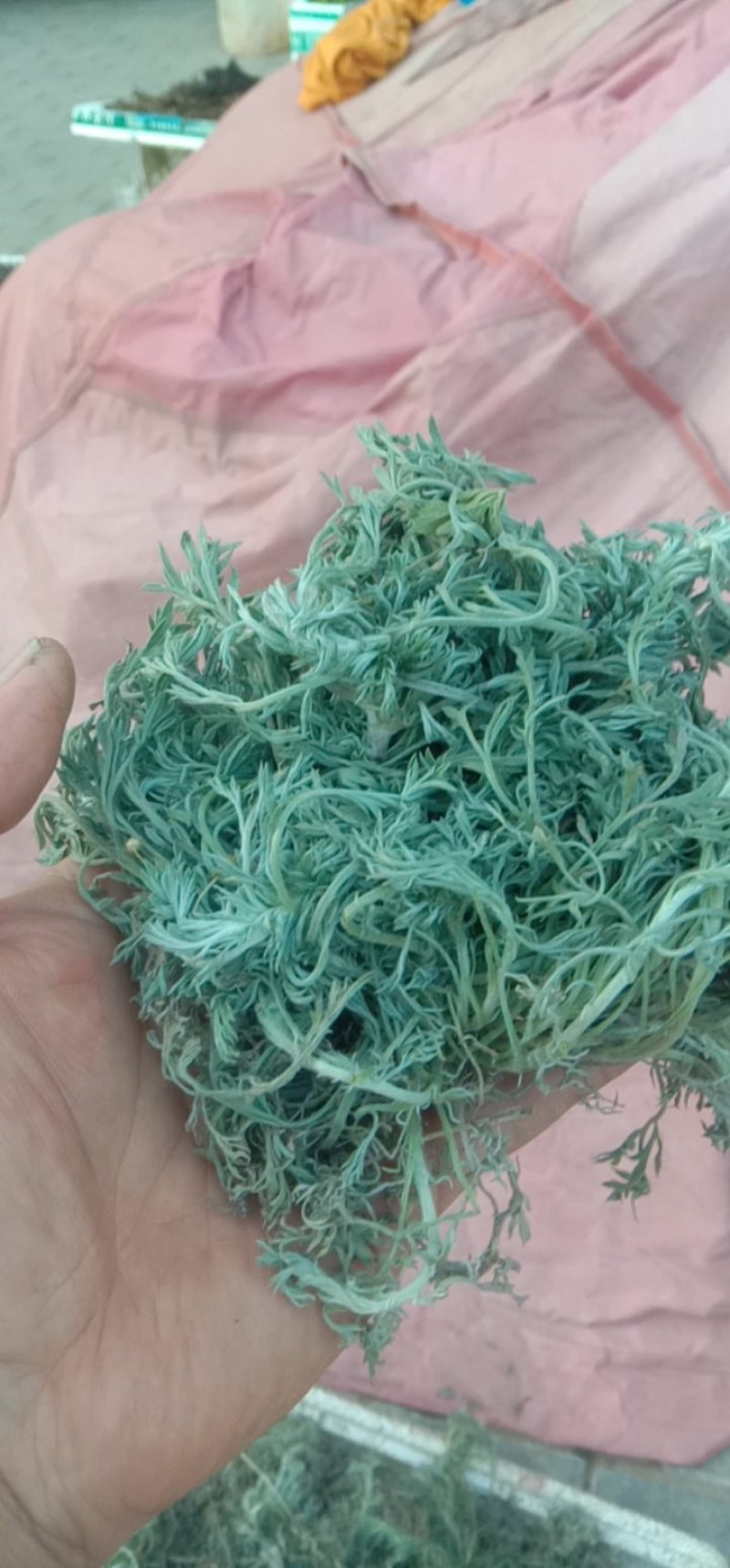 茵陈，白蒿，干货，鲜货