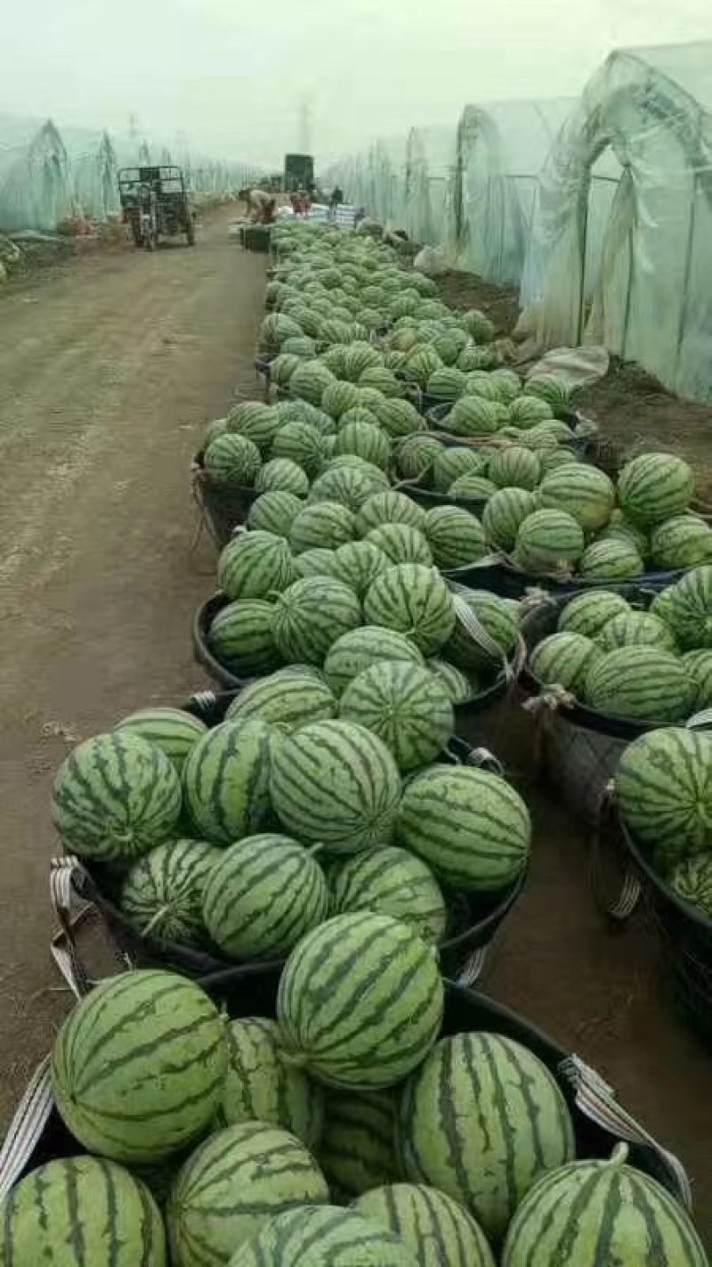 湖北公安西瓜，美都西瓜，8424西瓜！一手货源！