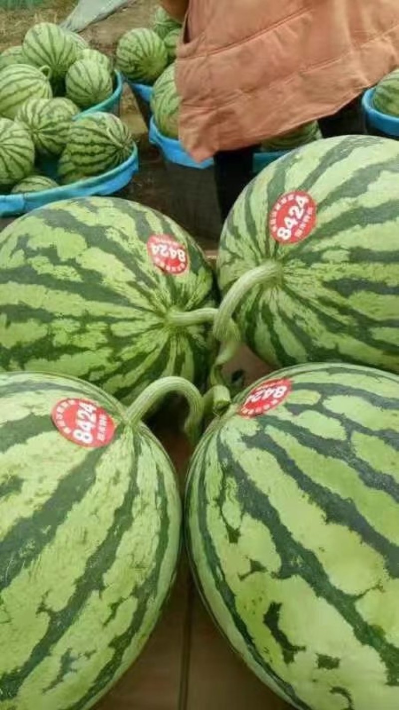 湖北公安西瓜，美都西瓜，8424西瓜！一手货源！