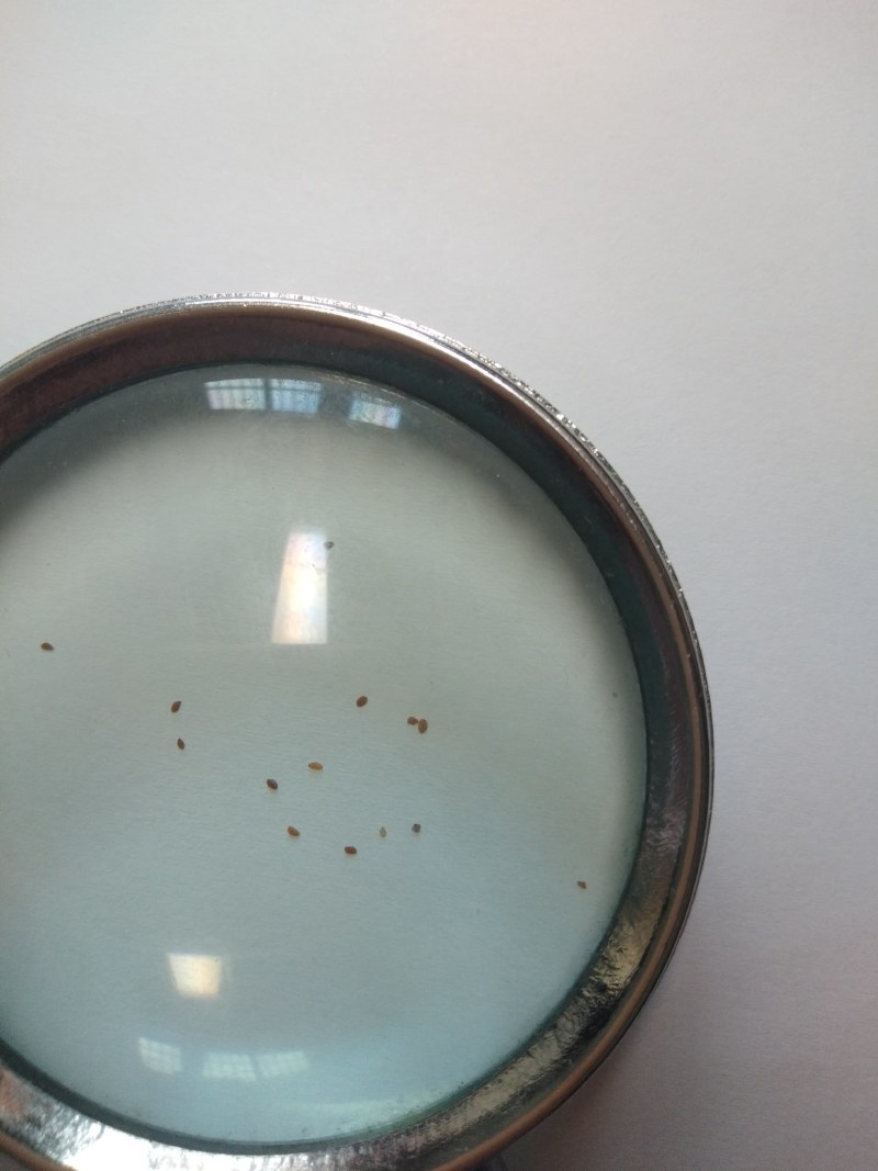 鹿茸草种子稀有种子，野生纯鹿茸草种籽