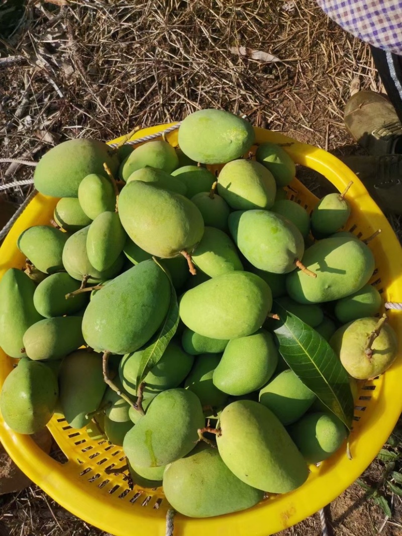 台农芒果一件代发一手货源，现货秒发，接直播社区电商