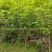 5公分樱花，苗圃直供，树型好，常年大量供应，性价比很高