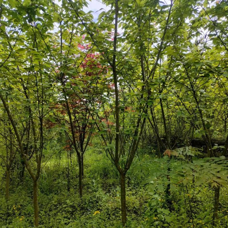 5公分樱花，苗圃直供，树型好，常年大量供应，性价比很高