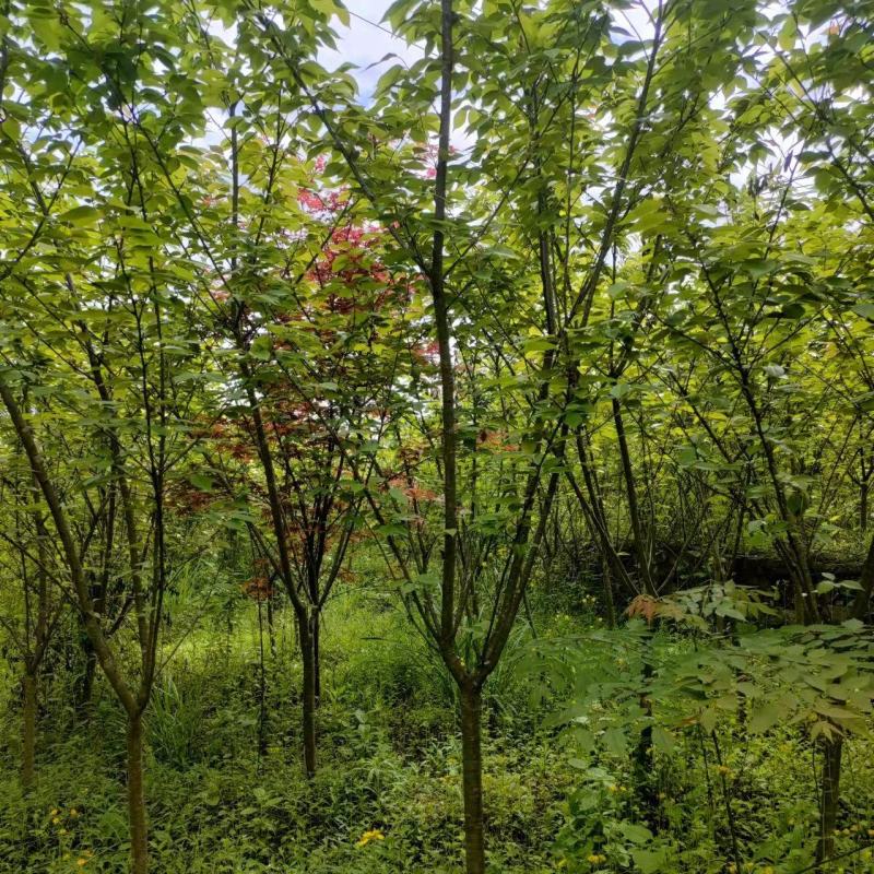 5公分樱花，苗圃直供，树型好，常年大量供应，性价比很高