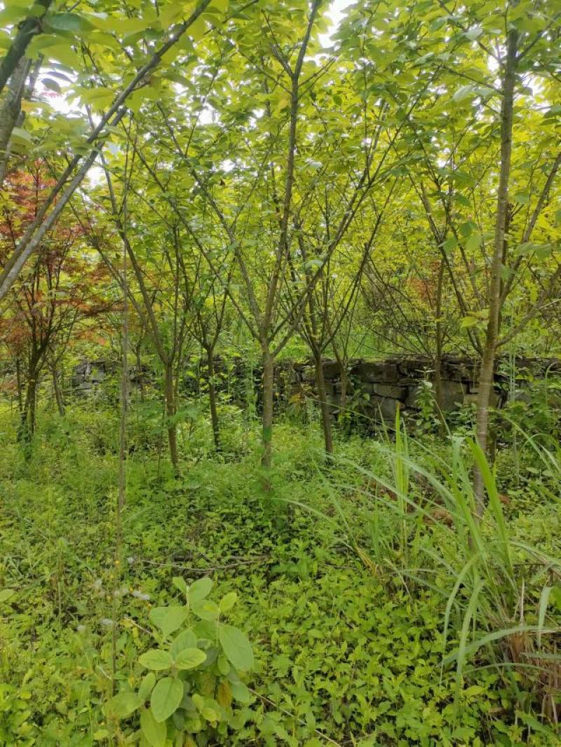 5公分樱花，苗圃直供，树型好，常年大量供应，性价比很高