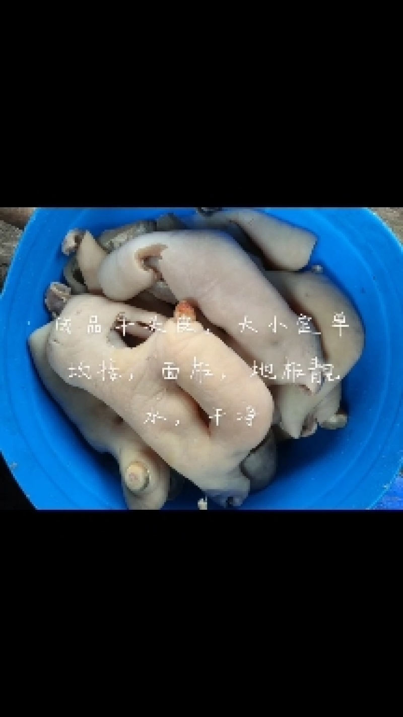 质量手工退毛牛头皮可带耳朵