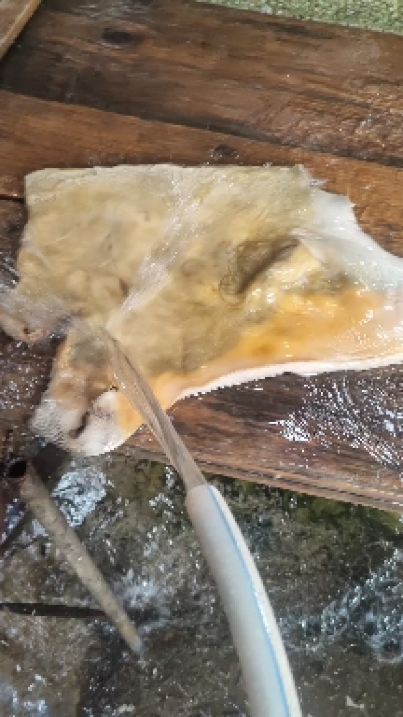 质量手工退毛牛头皮可带耳朵