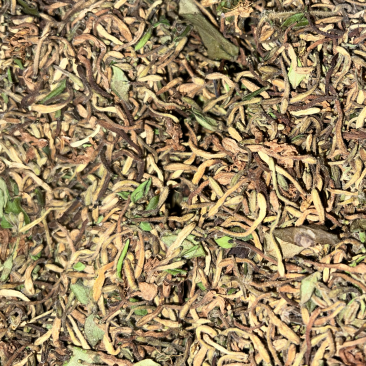 非种植野金银花