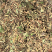 非种植野金银花