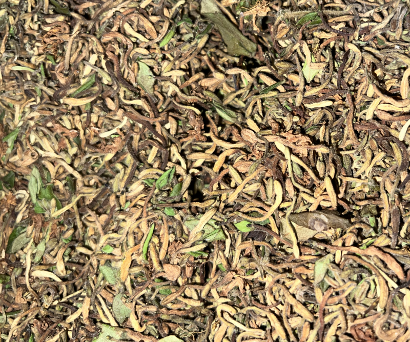 非种植野金银花