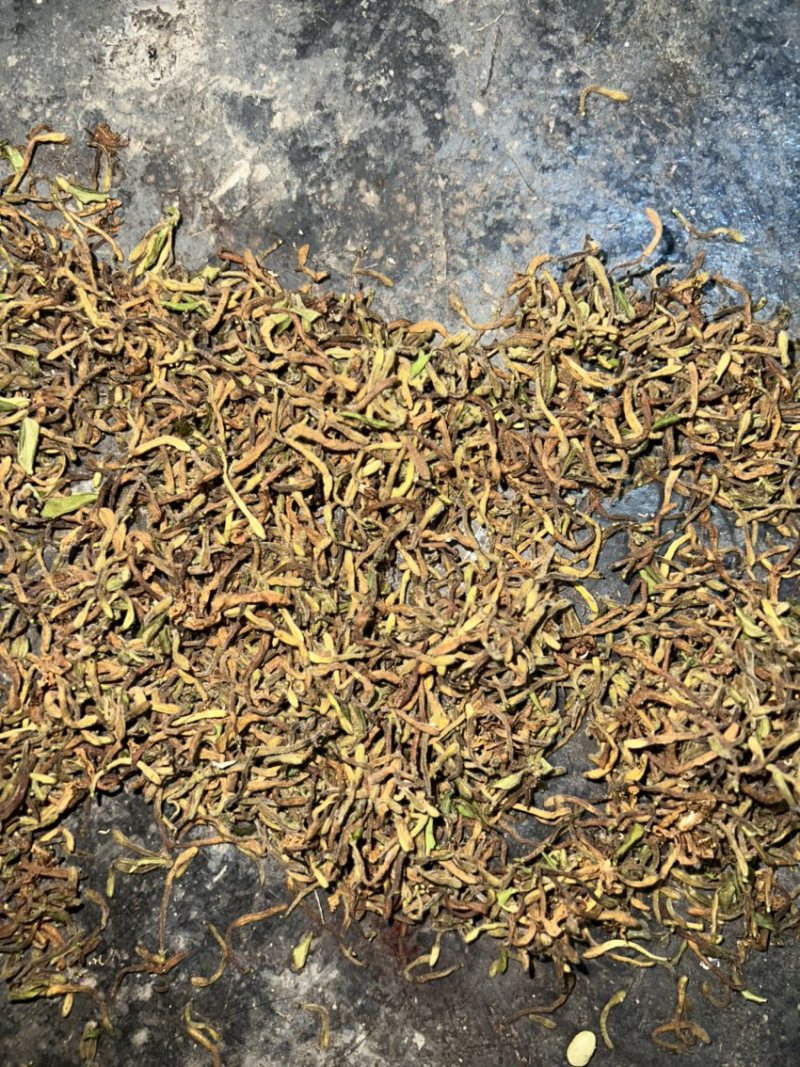 非种植野金银花