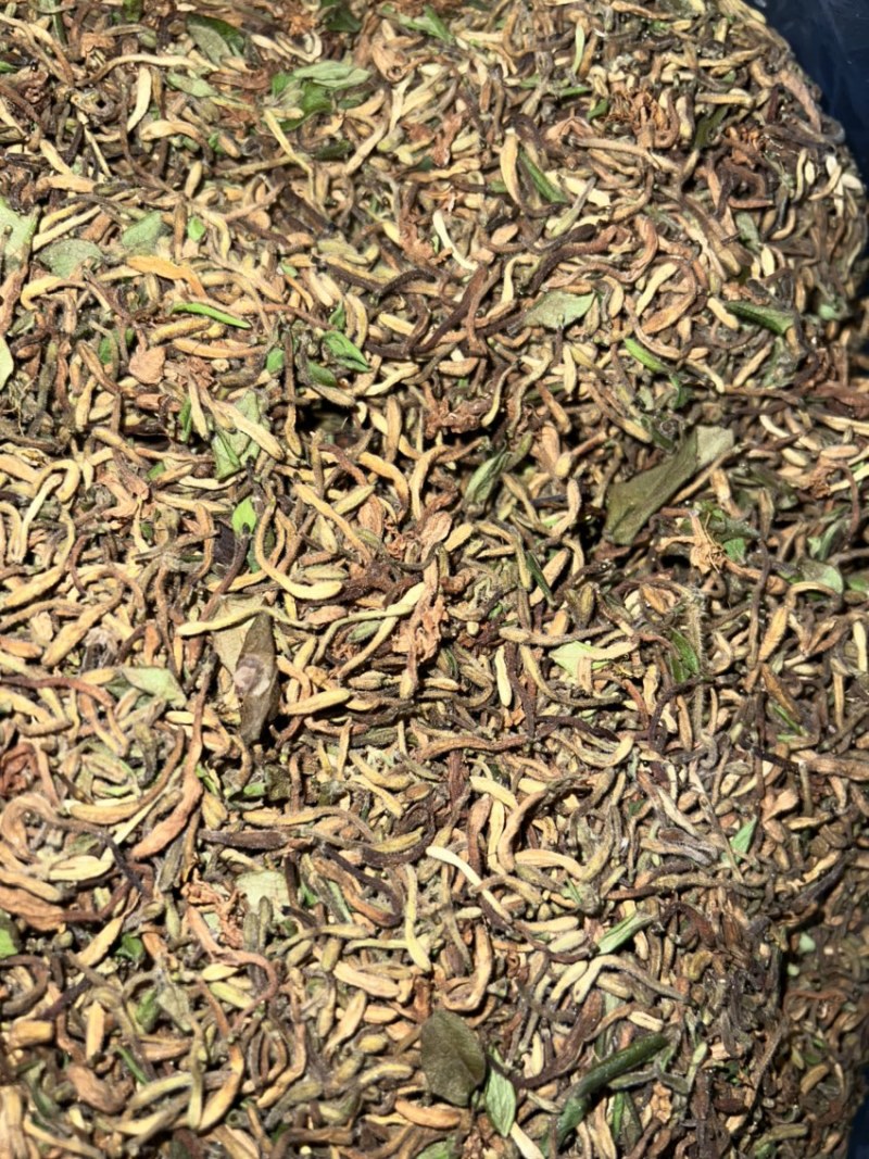 非种植野金银花