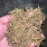 非种植野金银花