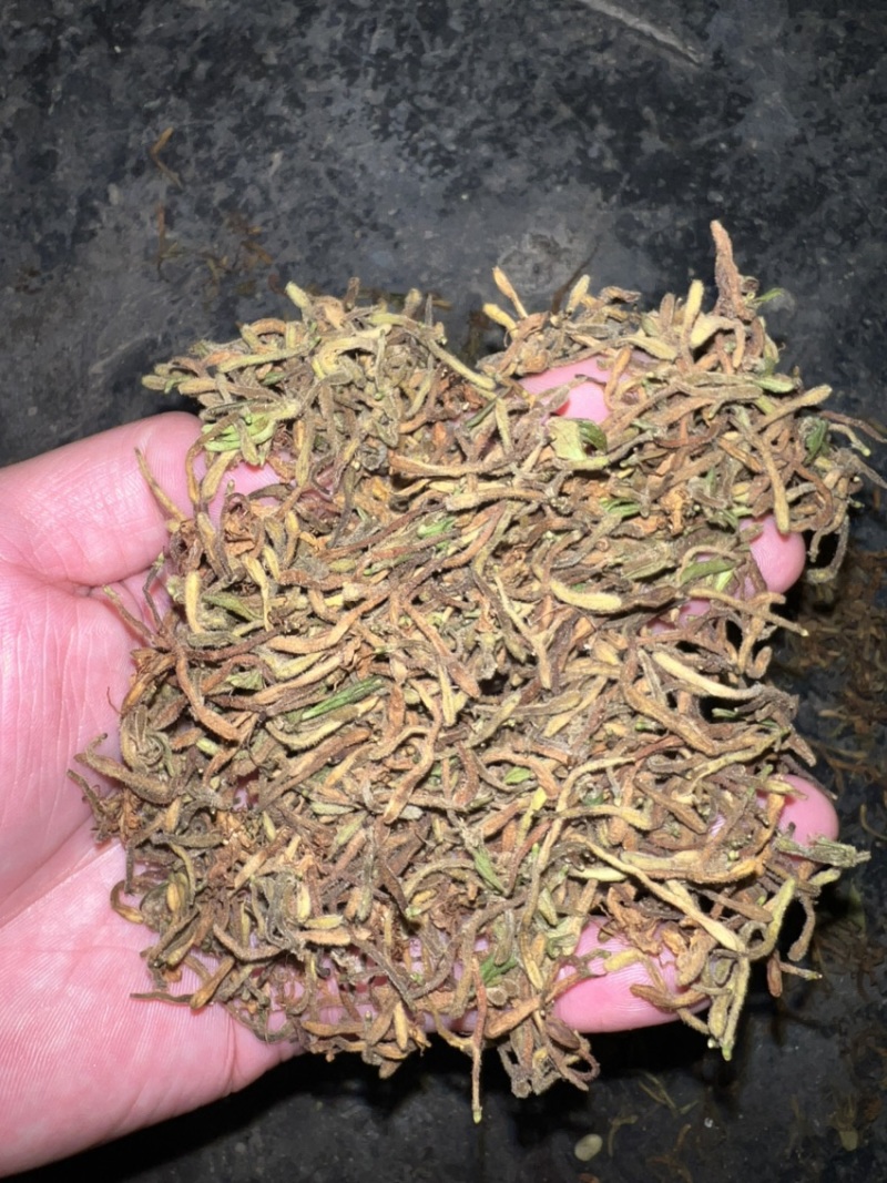 非种植野金银花