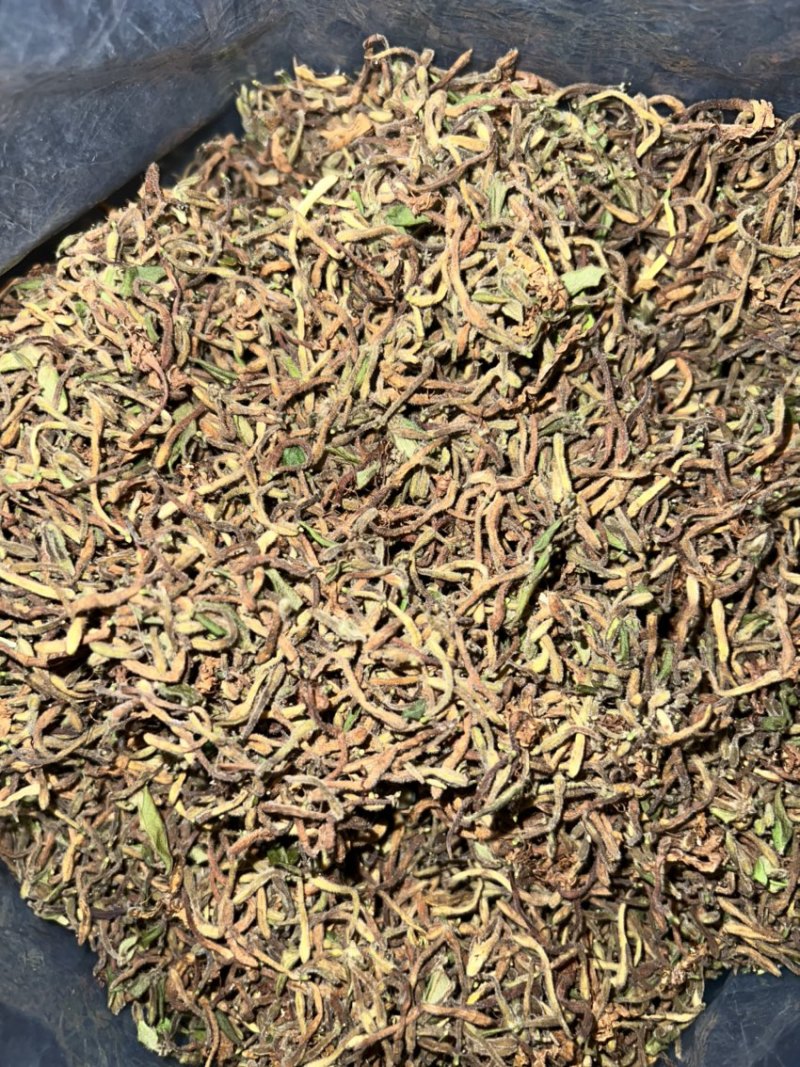 非种植野金银花