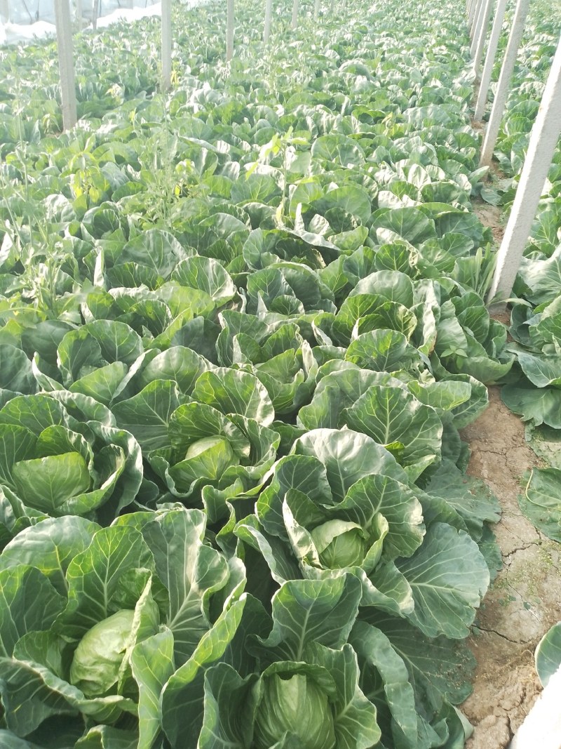青州市万亩精品甘蓝大量上市，价格超低！