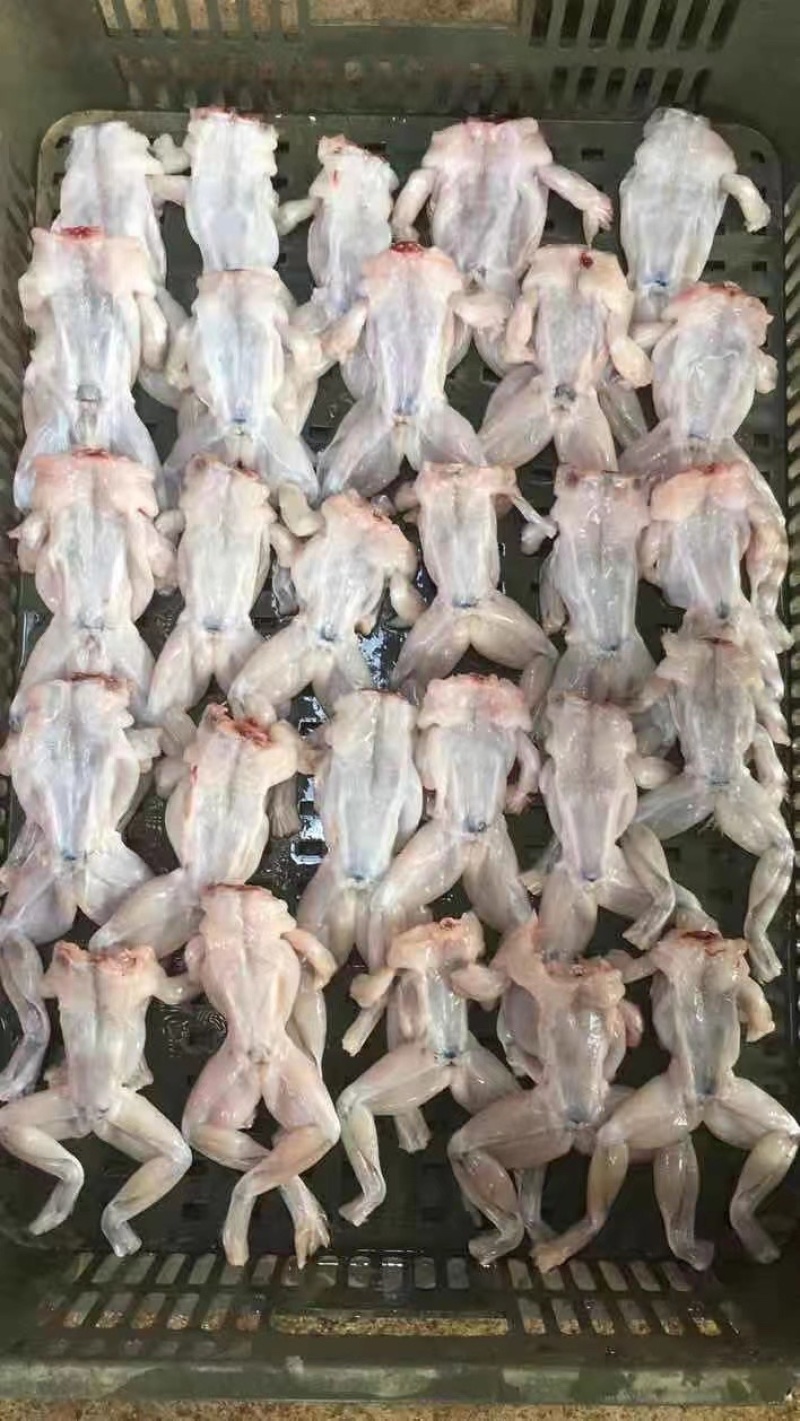 牛蛙肉活杀整只牛蛙，单冻美蛙整只，大中小规格都有