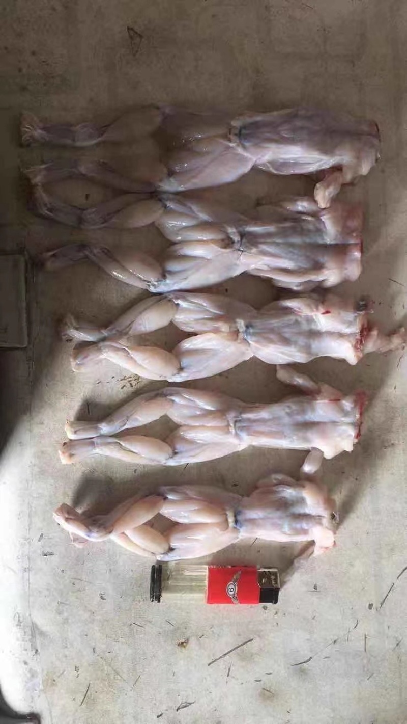 牛蛙肉活杀整只牛蛙，单冻美蛙整只，大中小规格都有