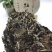 荒野-白牡丹，饼型圆润，饼香醇厚