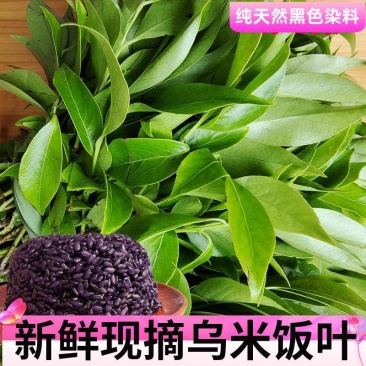 贵州高山南烛叶树乌饭叶子植物染料