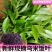 贵州高山南烛叶树乌饭叶子植物染料