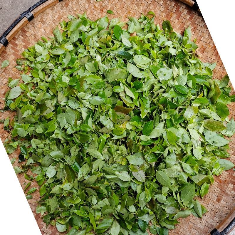 贵州高山南烛叶树乌饭叶子植物染料