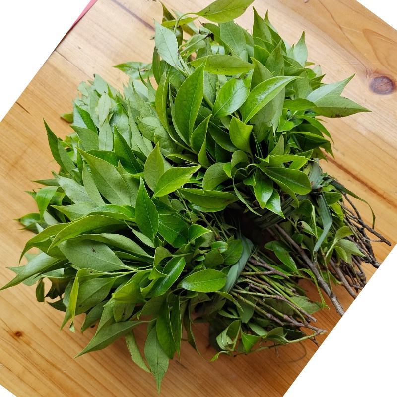 贵州高山南烛叶树乌饭叶子植物染料
