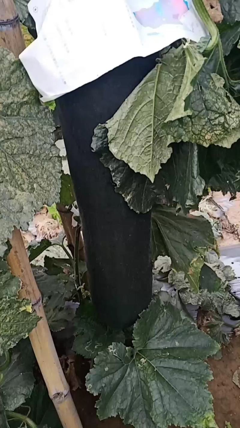 【精品】黑皮吊东瓜，大量供应全国各地客商，有需要的提前下