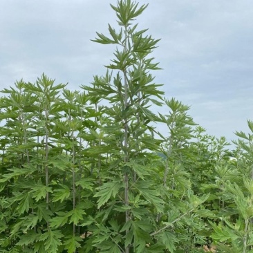 艾草供应