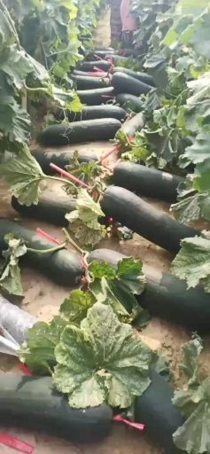 【精品】黑皮吊东瓜，大量供应全国各地客商，有需要的提前下