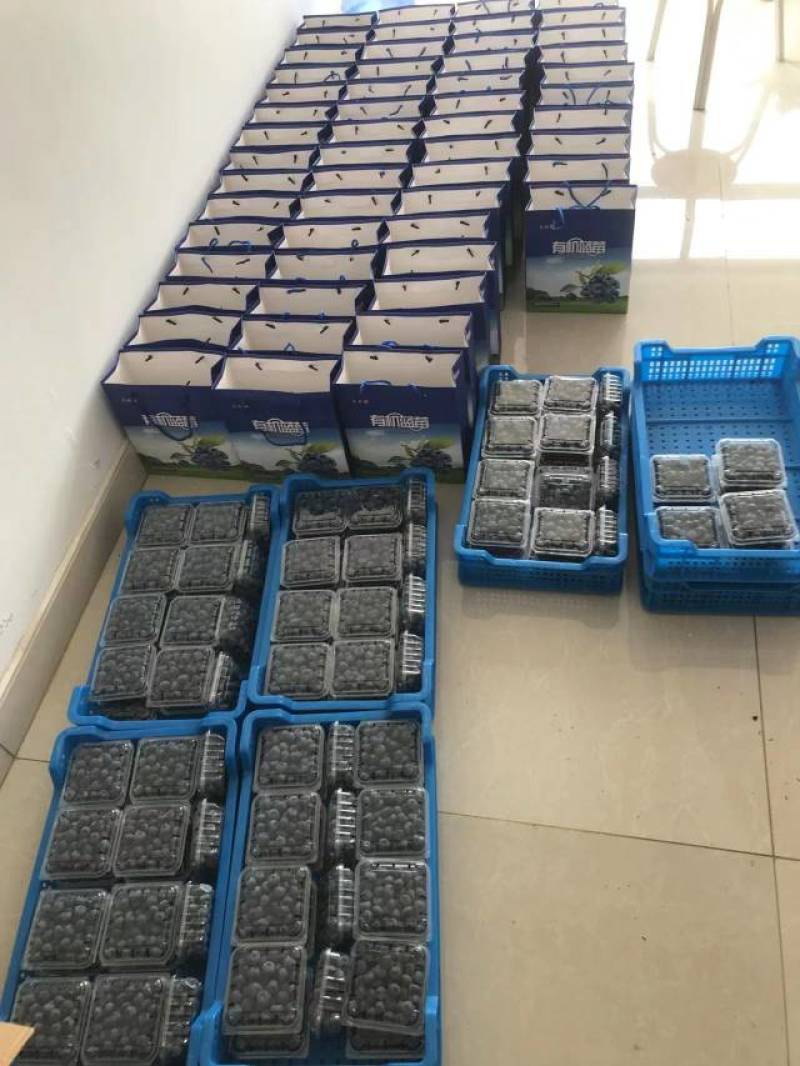 山东省日照市东港区陈疃镇，莓香小镇。露天公爵蓝莓。