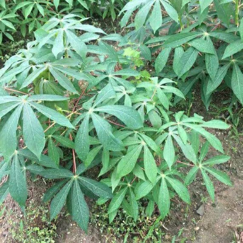 广西木薯叶五斤装，