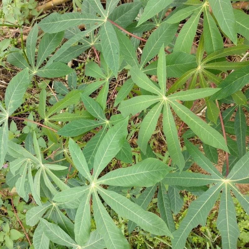 广西木薯叶五斤装，