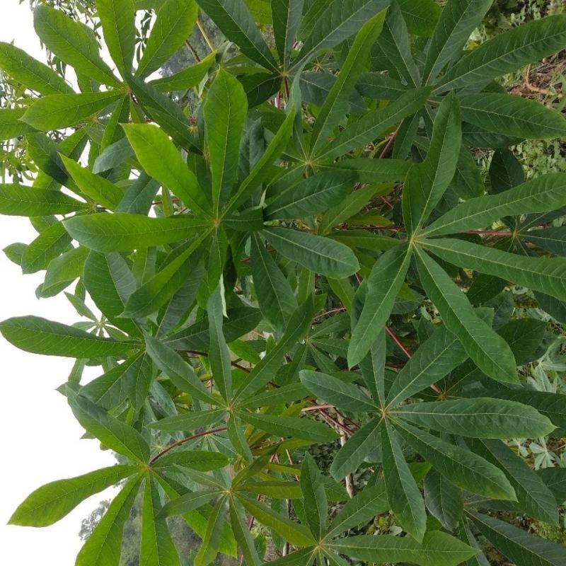 广西木薯叶五斤装，