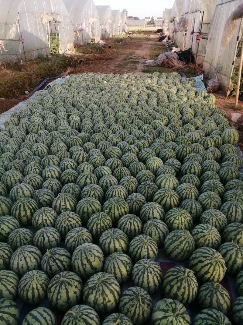 湖南澧县西瓜，美都西瓜，8424麒麟瓜，直播苗无籽瓜