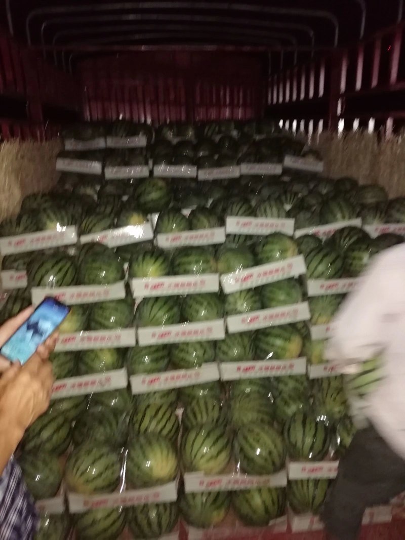 湖南澧县西瓜，美都西瓜，8424麒麟瓜，直播苗无籽瓜