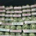 湖南澧县西瓜，美都西瓜，8424麒麟瓜，直播苗无籽瓜