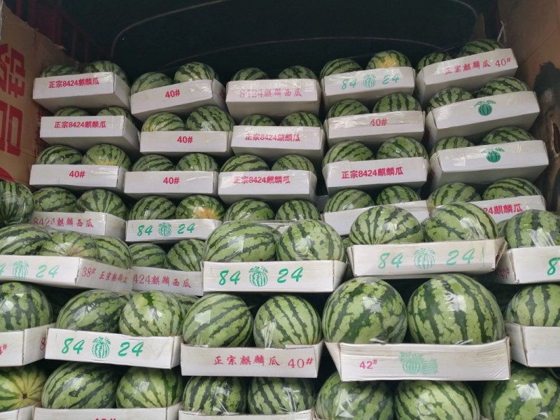 湖南澧县西瓜，美都西瓜，8424麒麟瓜，直播苗无籽瓜